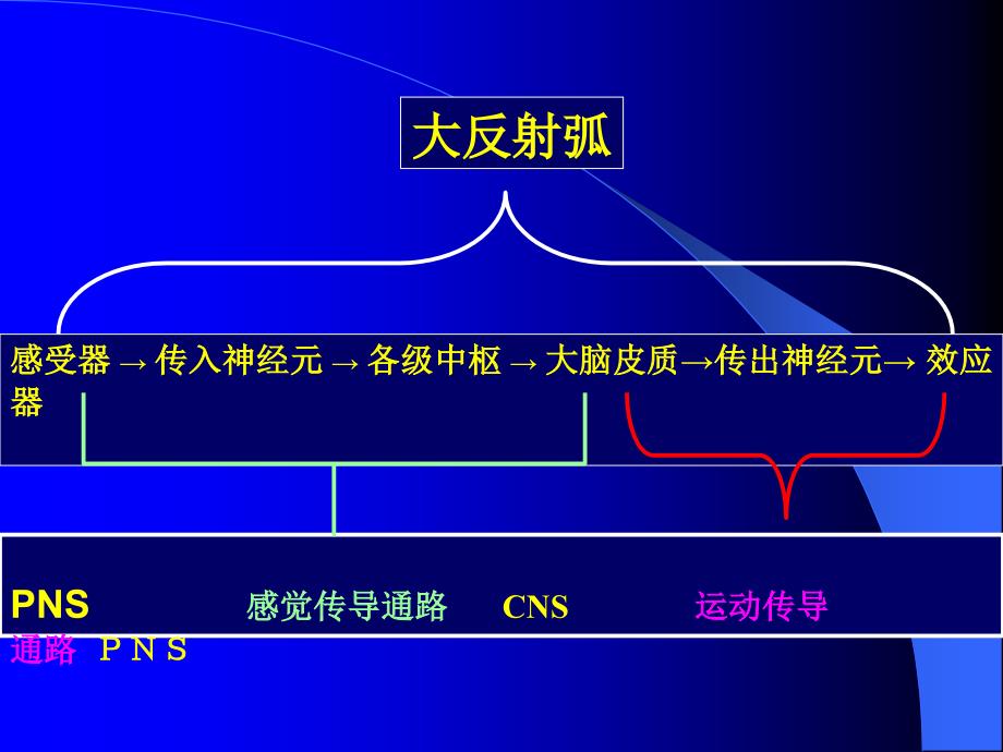 [临床医学]神经传导通路_第3页