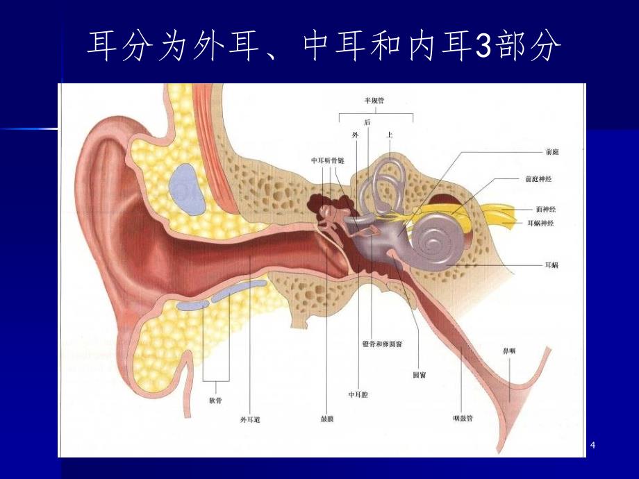 耳鼻喉解剖知识大全大百科PPT精选文档_第4页