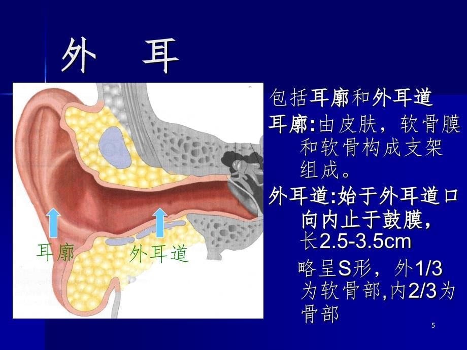 耳鼻喉解剖知识大全大百科PPT精选文档_第5页