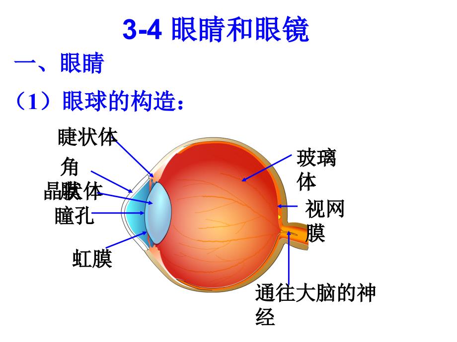 初中二年级物理上册第五章透镜及其应用第4节眼睛和眼镜课件_第4页