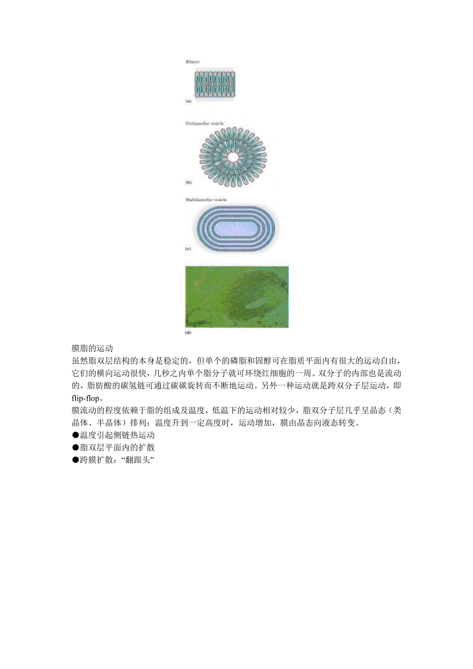 第18章生物膜的组成与结构_第3页