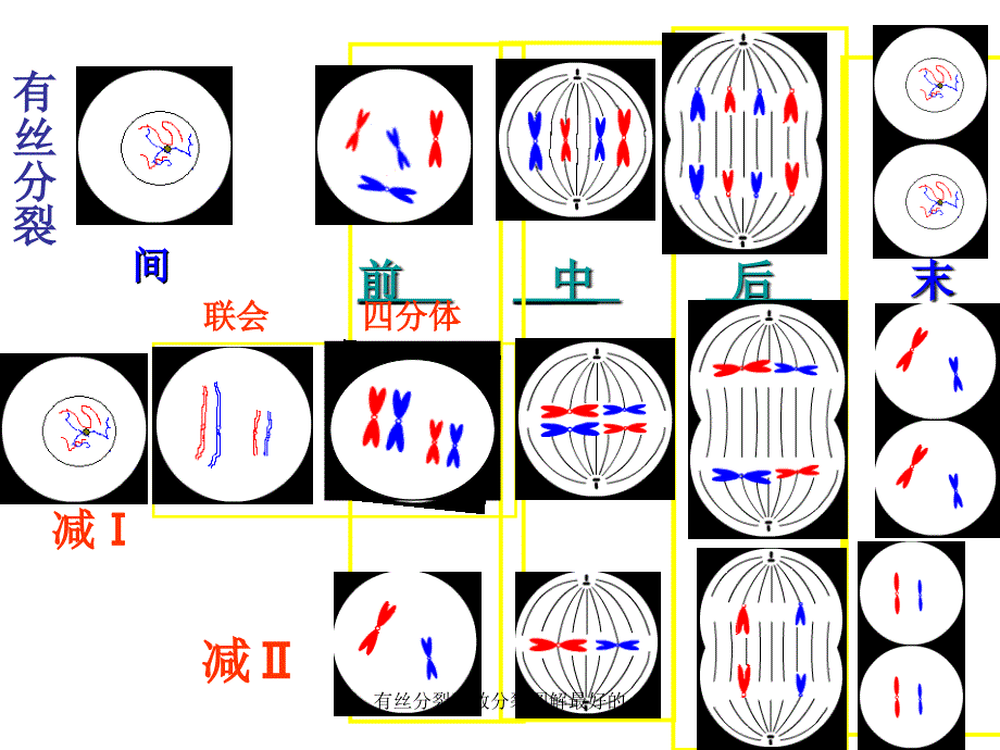 有丝分裂减数分裂图解最好的课件_第2页