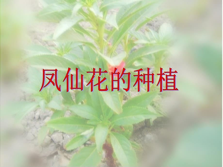 三年级 科学 凤仙花的种植.ppt_第1页