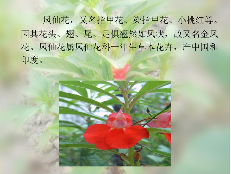 三年级 科学 凤仙花的种植.ppt_第2页