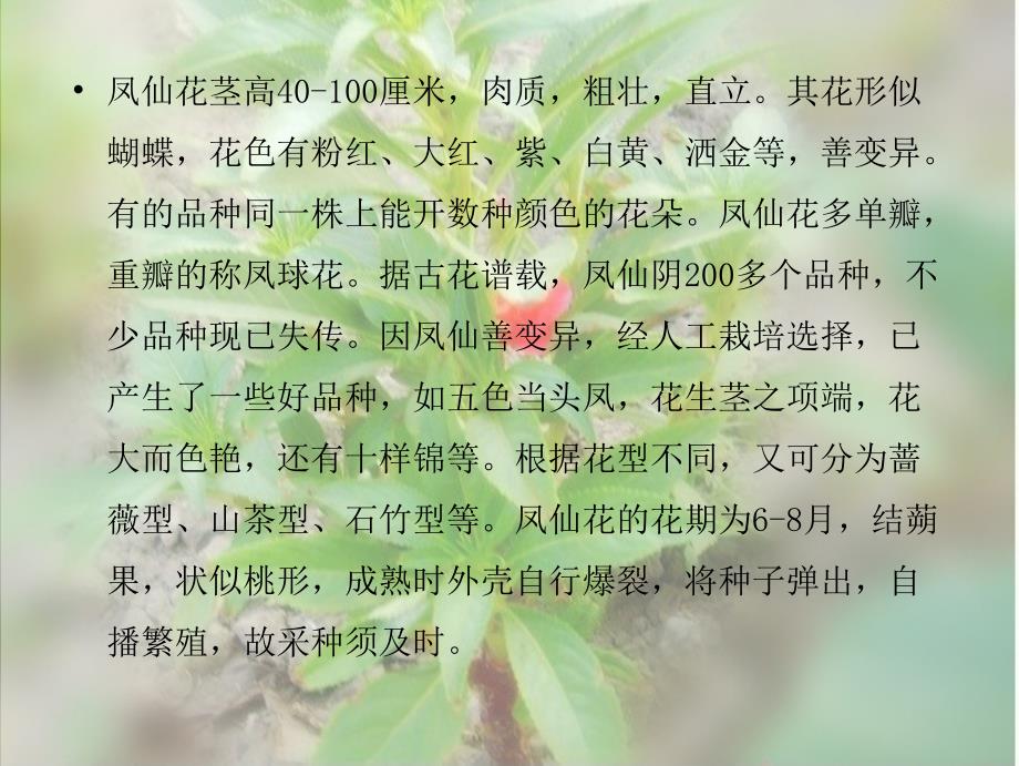 三年级 科学 凤仙花的种植.ppt_第3页