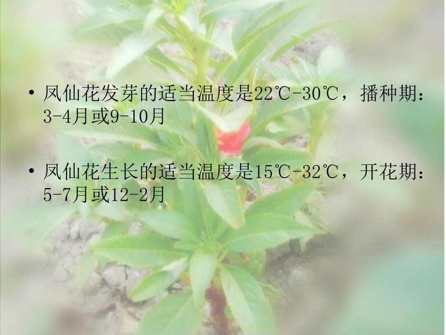 三年级 科学 凤仙花的种植.ppt_第4页