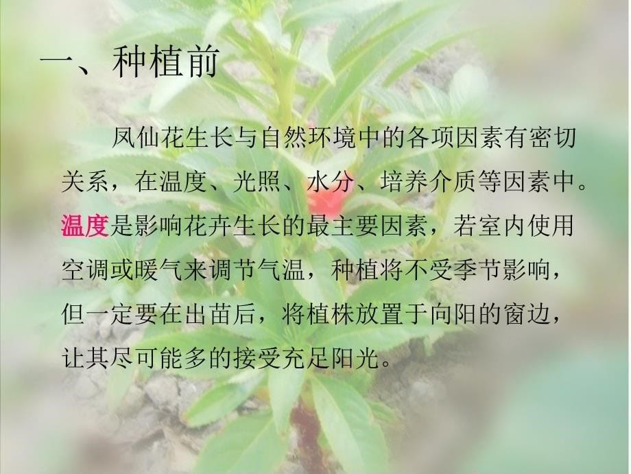 三年级 科学 凤仙花的种植.ppt_第5页