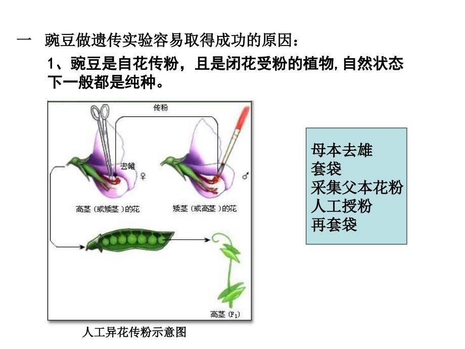 1.1孟德尔的豌豆杂交实验课件11_第4页