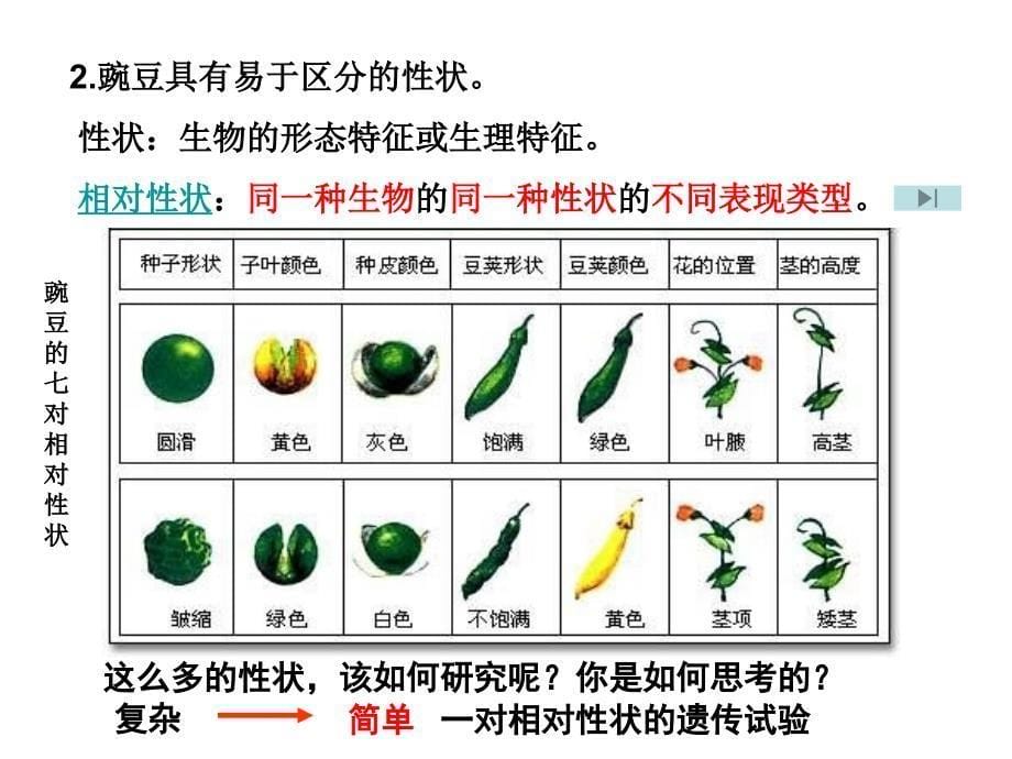 1.1孟德尔的豌豆杂交实验课件11_第5页