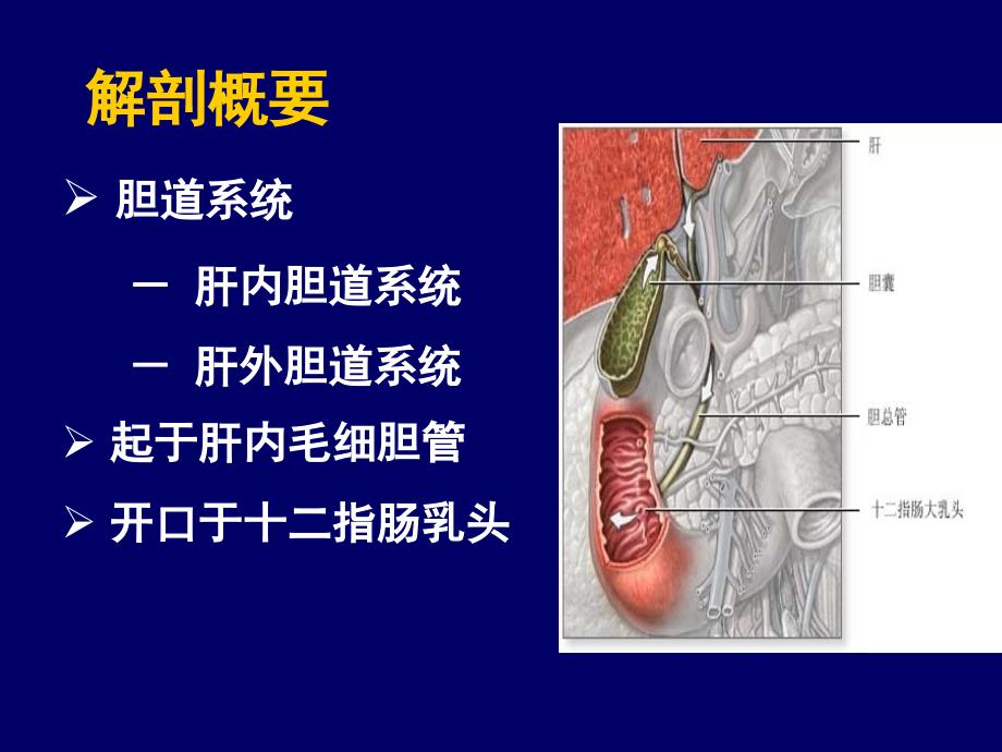 《胆道系统疾病》PPT课件_第1页