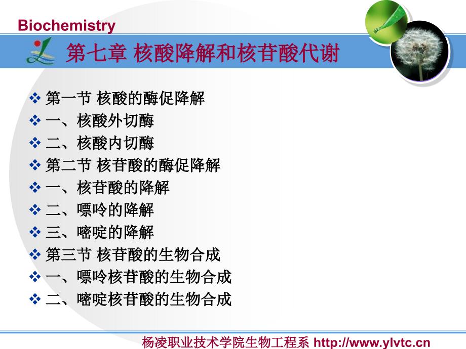 核酸降解和核苷酸代谢_第2页