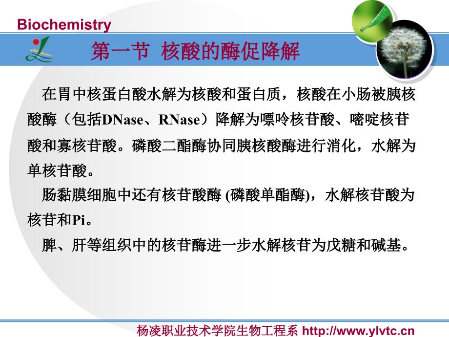 核酸降解和核苷酸代谢_第3页