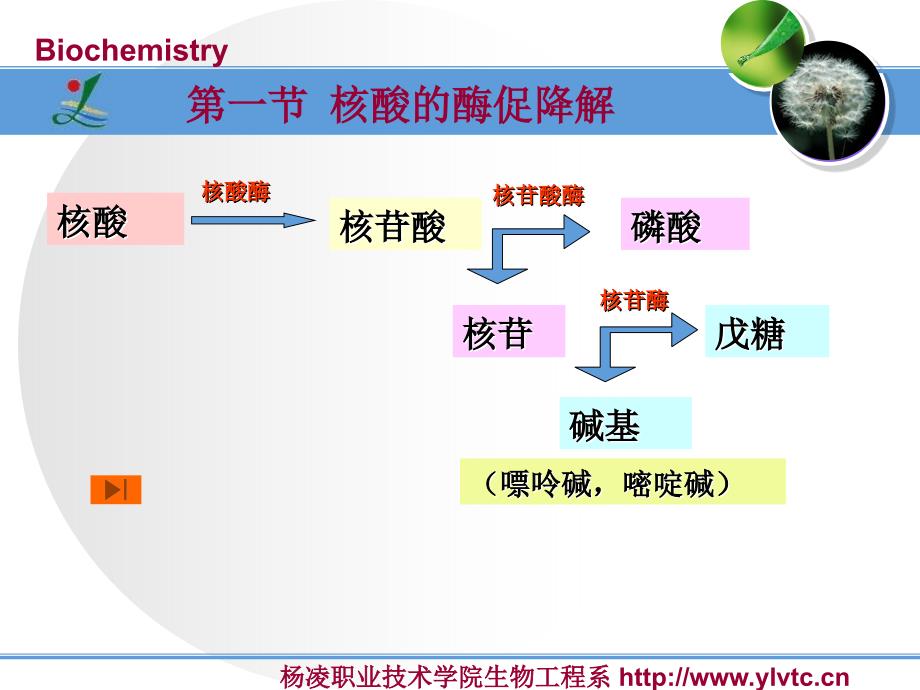 核酸降解和核苷酸代谢_第4页