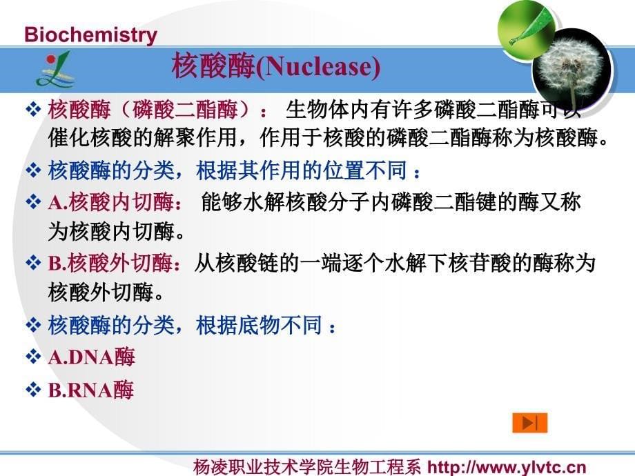 核酸降解和核苷酸代谢_第5页