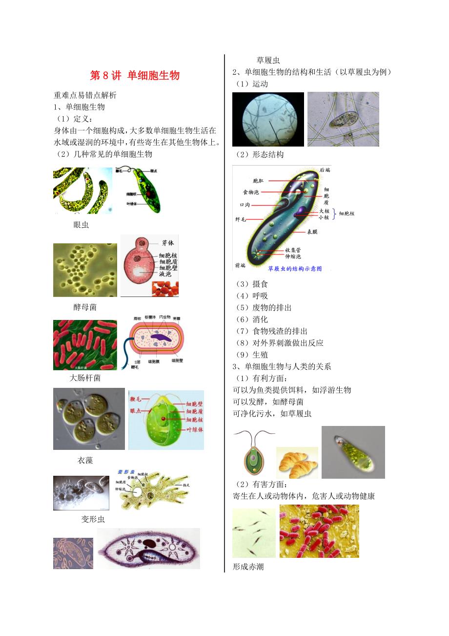 江苏省大丰市七年级生物上册第8讲单细胞生物讲义苏教_第1页