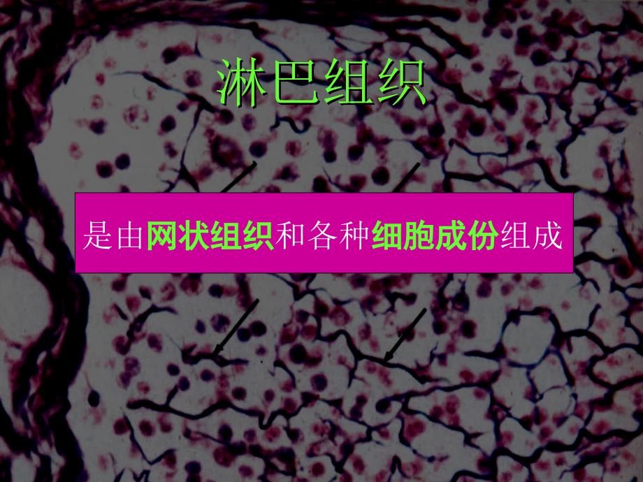 组织学与胚胎学：08免疫系统_第2页