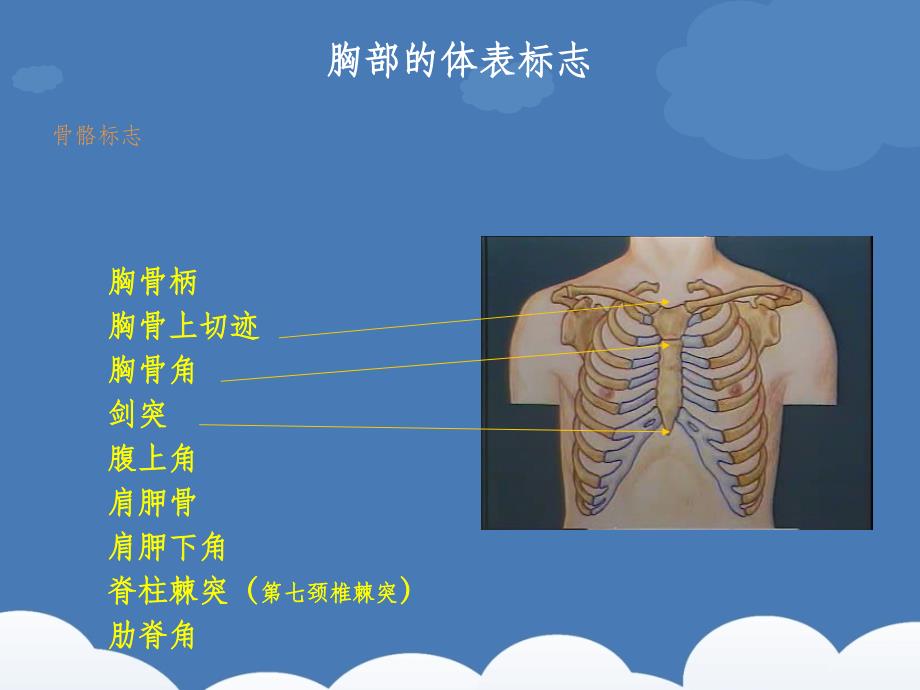 诊断学胸肺体格检查_第4页