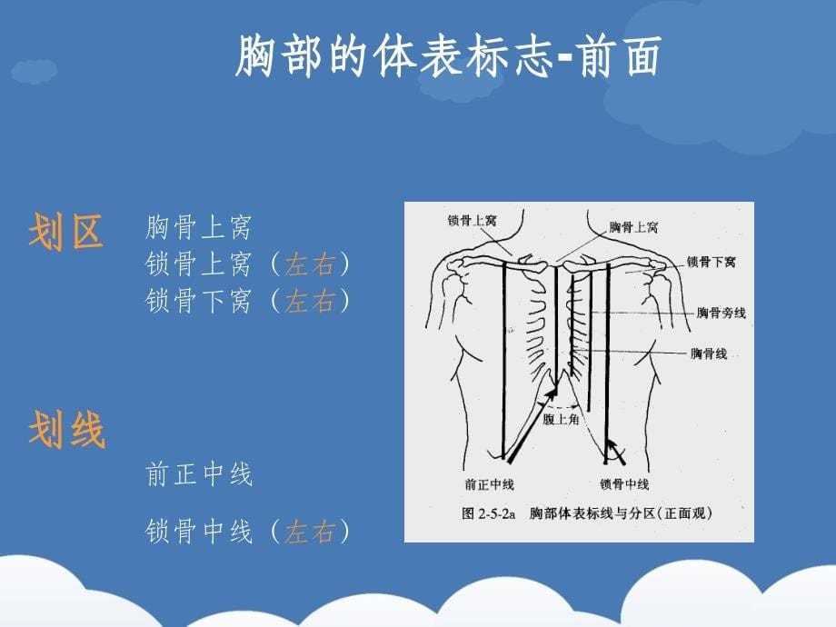 诊断学胸肺体格检查_第5页