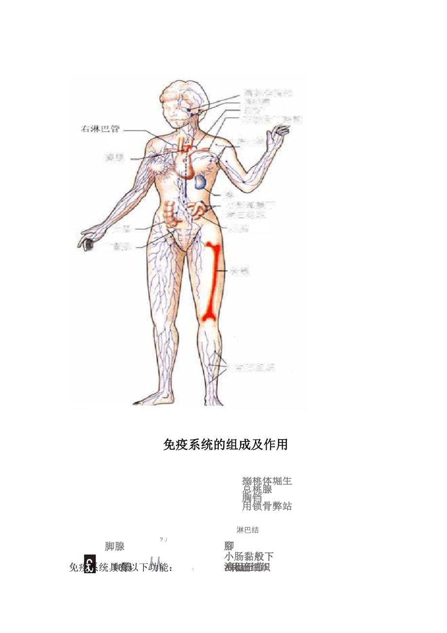 免疫系统的组成及作用_第1页