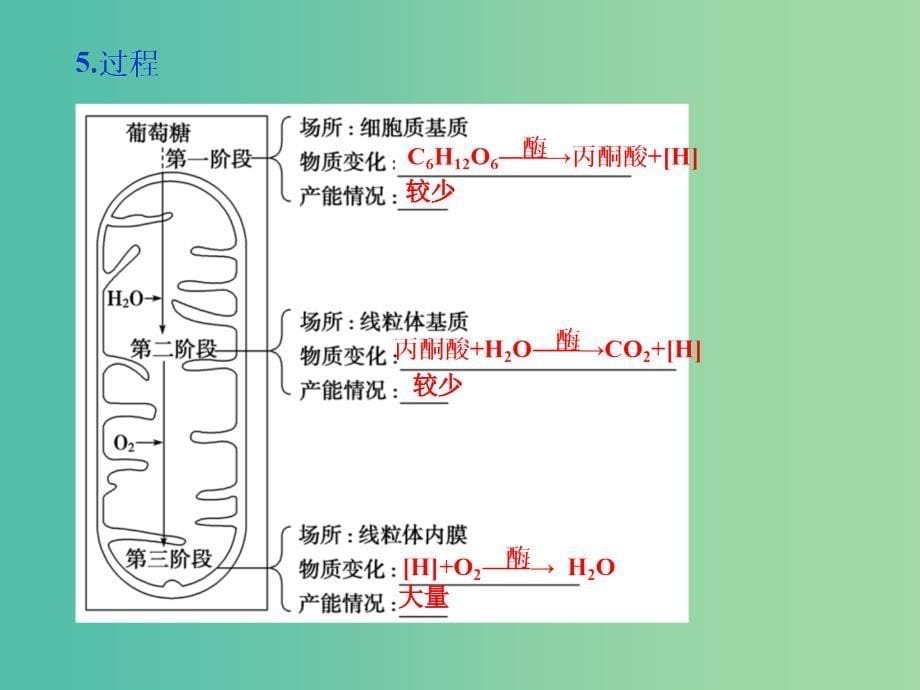 高中生物 第四章 光合作用和细胞呼吸 第三节 细胞呼吸课件 苏教版必修1.ppt_第5页