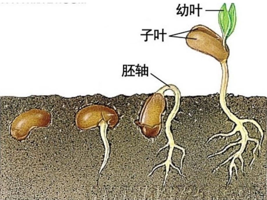 复件孕前营养_第2页