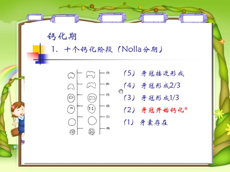 牙齿的生长发育_第4页