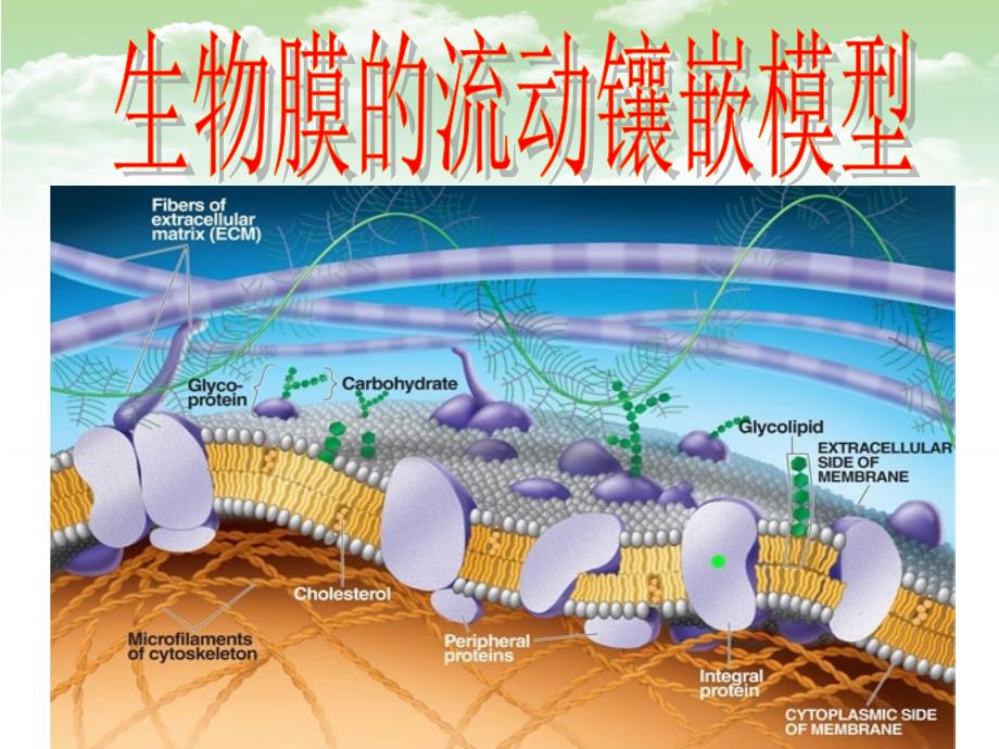 必修一4.2生物膜的流动镶嵌模型_第3页