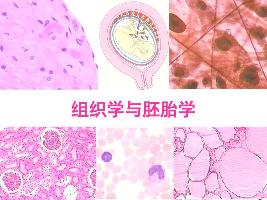 组织学与胚胎学：上皮组织（二）_第1页
