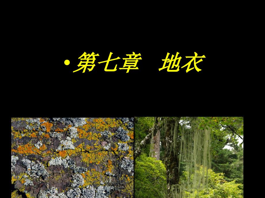植物学教学课件：第7章 地衣_第1页