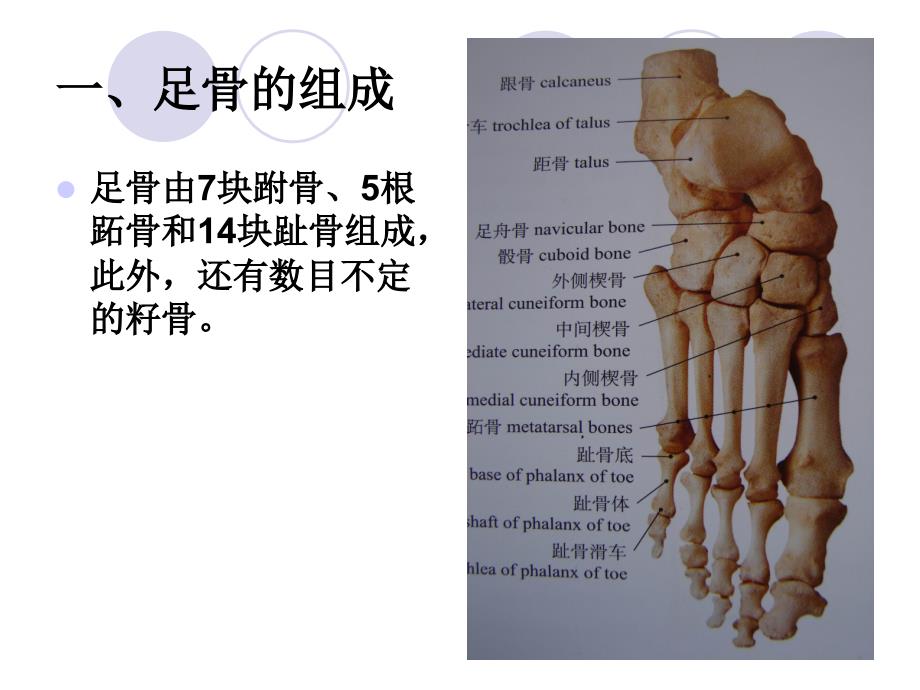 足骨的解剖付乔_第2页