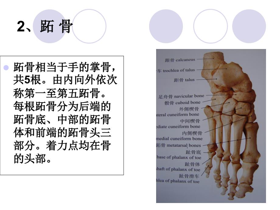 足骨的解剖付乔_第4页