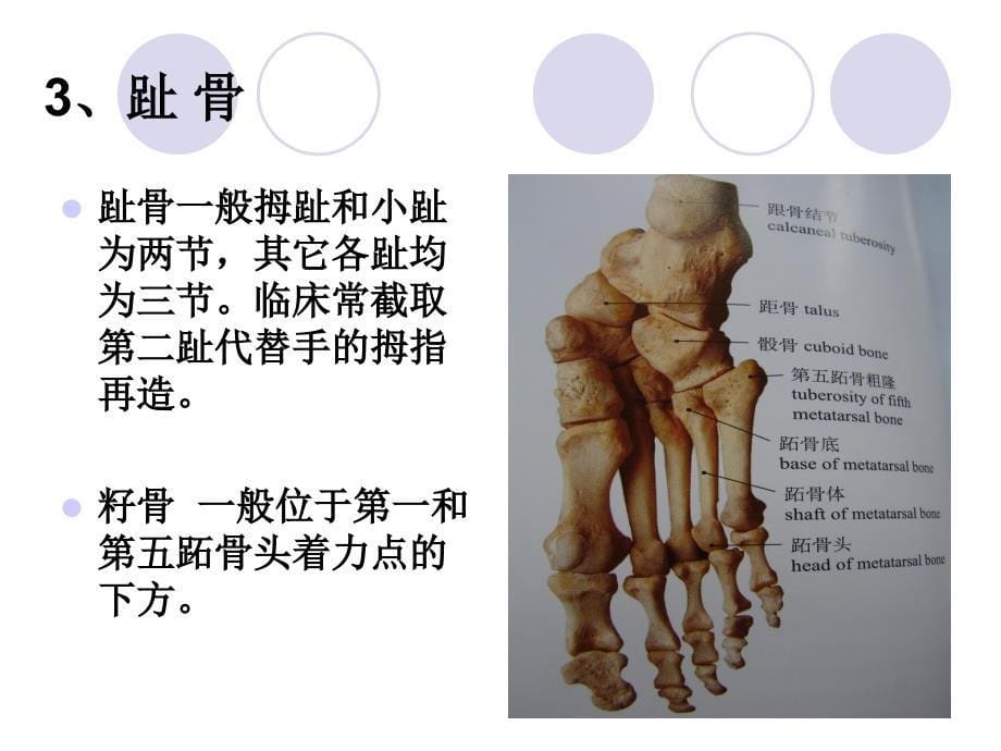 足骨的解剖付乔_第5页