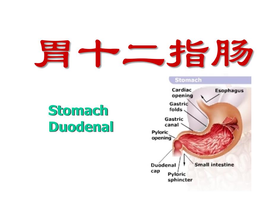 医学影像诊断学：胃十二指肠_第1页