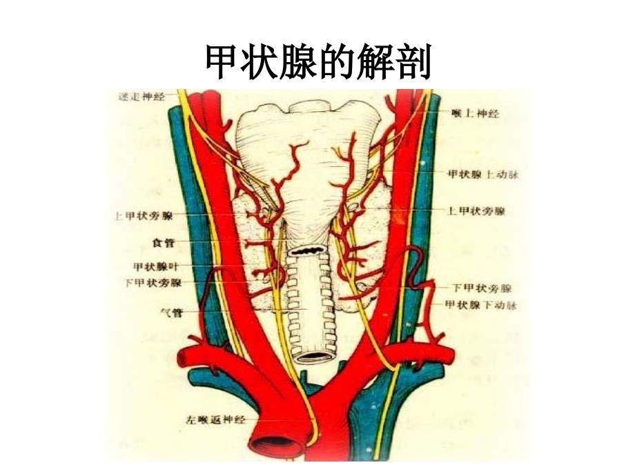 最新：第四讲 颈部疾病课件文档资料_第1页