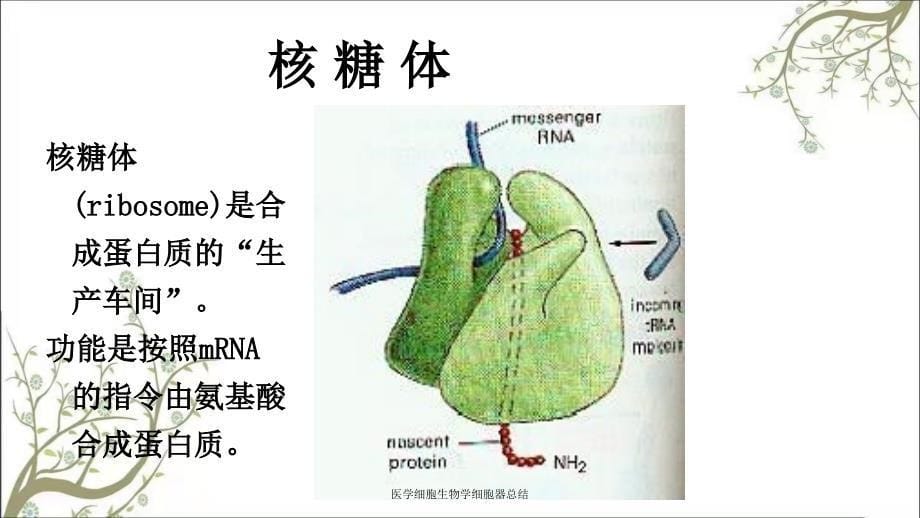 医学细胞生物学细胞器总结_第5页