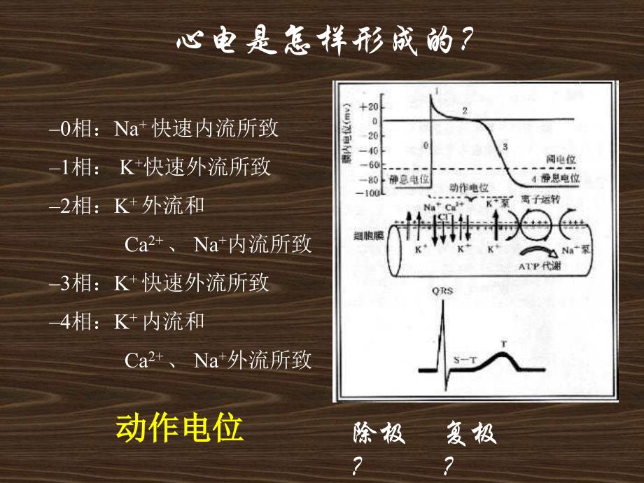 心电图讲座(上)剖析课件_第4页