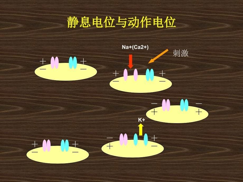 心电图讲座(上)剖析课件_第5页