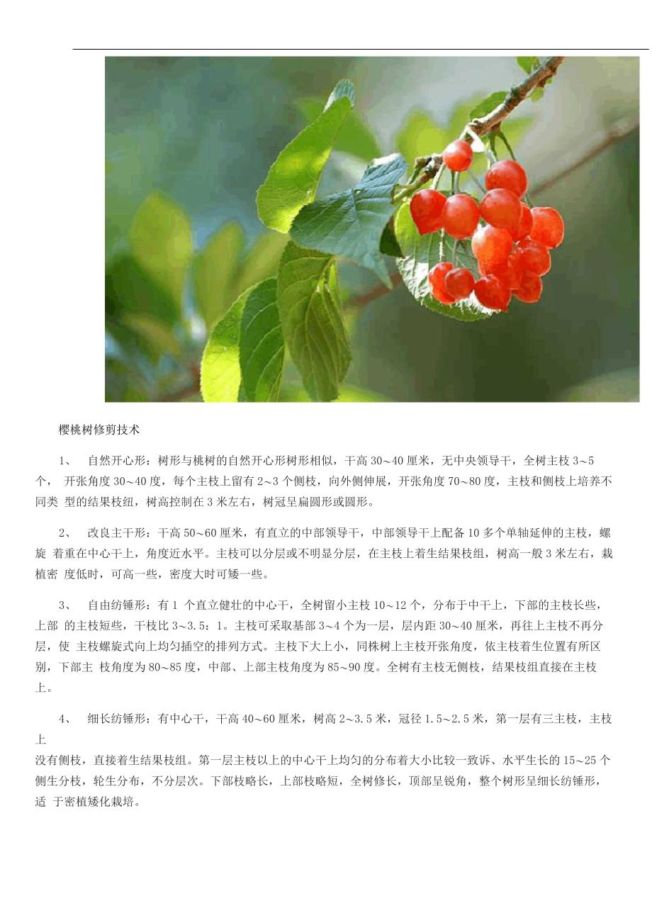 樱桃树修剪技术_第4页