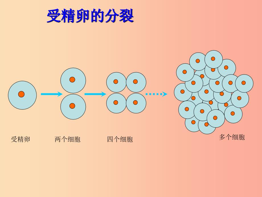 2019年七年级生物上册2.2.2动物体的结构层次课件1 新人教版.ppt_第4页