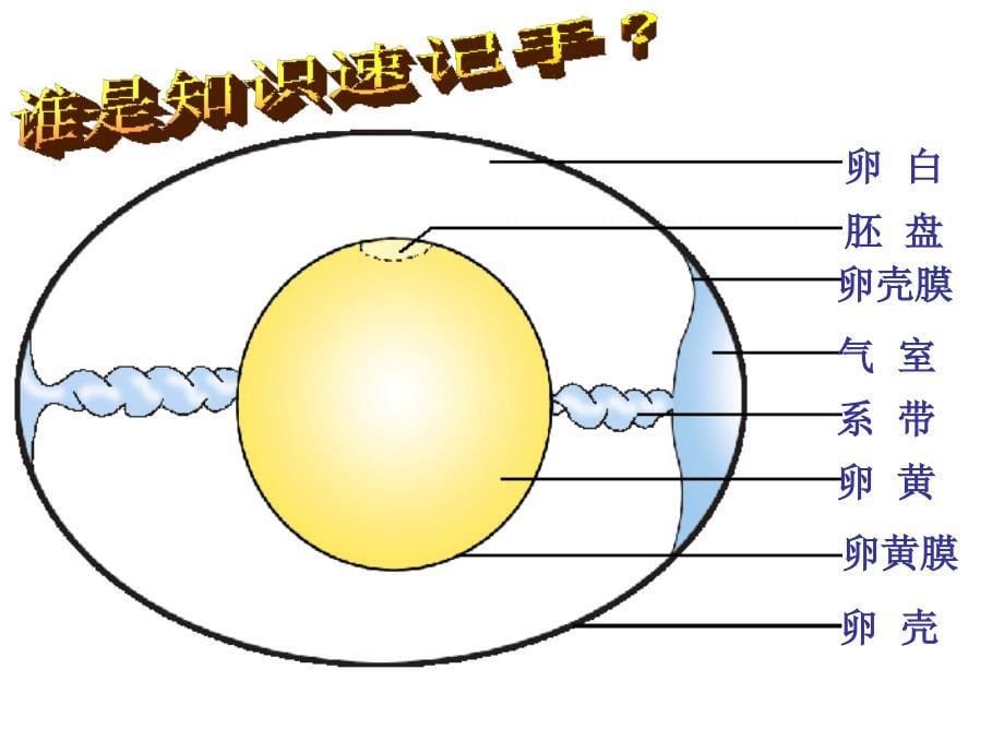 八年级生物上鸟类的生殖与发育_第5页