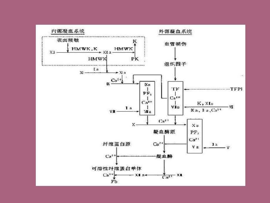 血液凝固与影响血液凝固的因素ppt课件_第5页