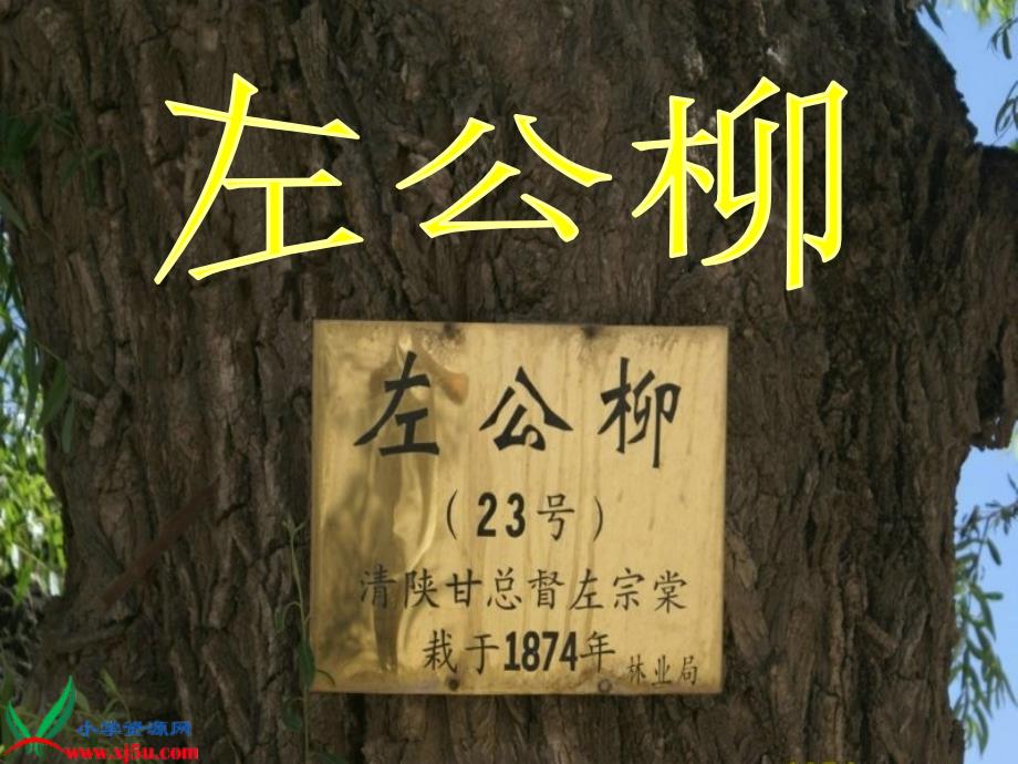 语文S版五年级语文下册课件左公柳1第一课时_第1页