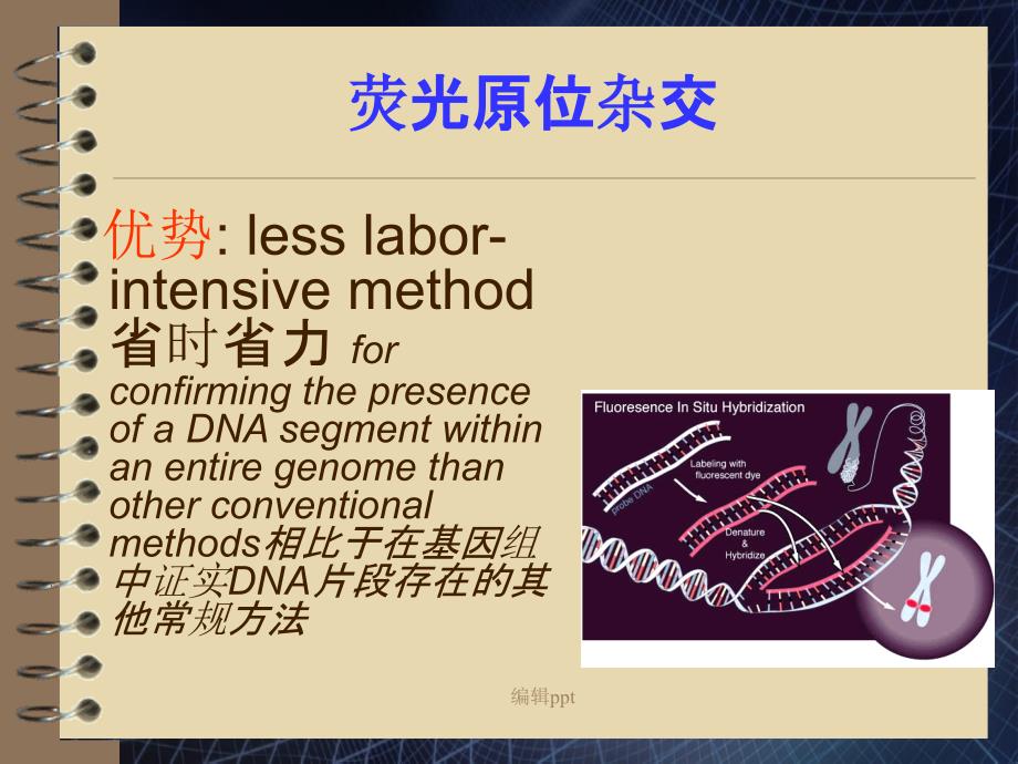 FISH技术及应用_第3页