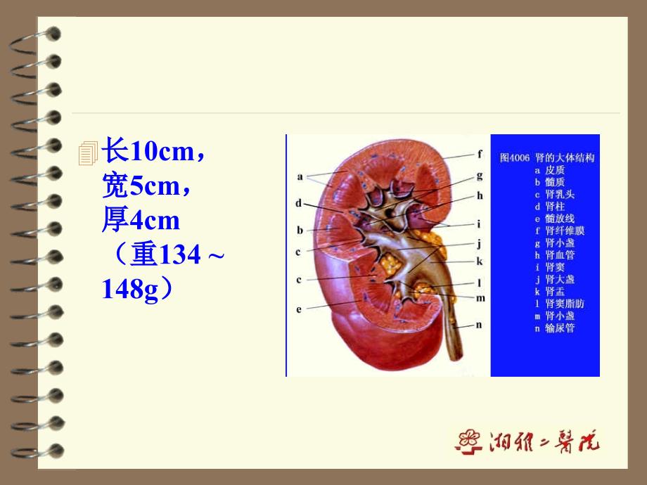 内科学：泌尿系统疾病_第4页