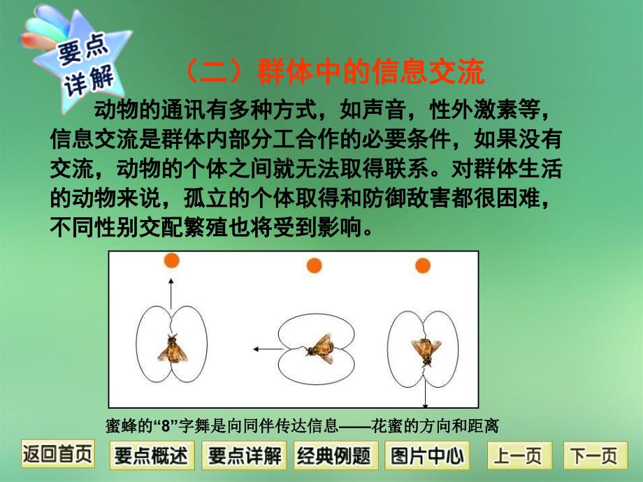 人教版初中生物八年级上册课件5.2.3动物的社会行为共13张PPT_第4页