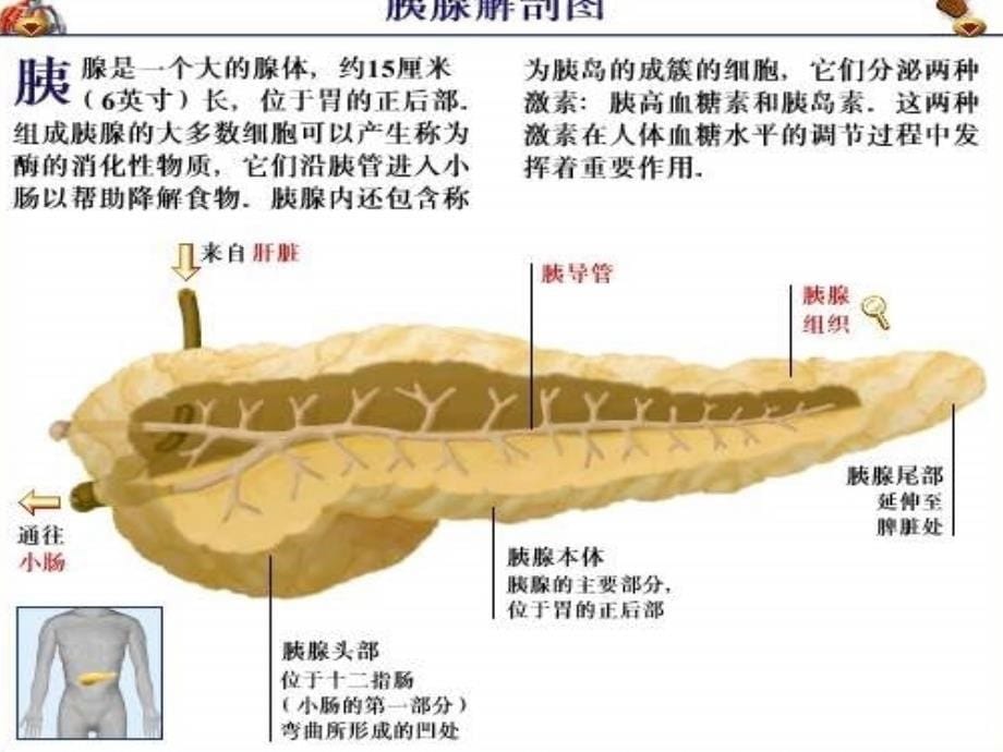 胰腺解剖知识_第5页