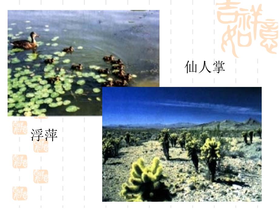 生物与环境的关系_第4页