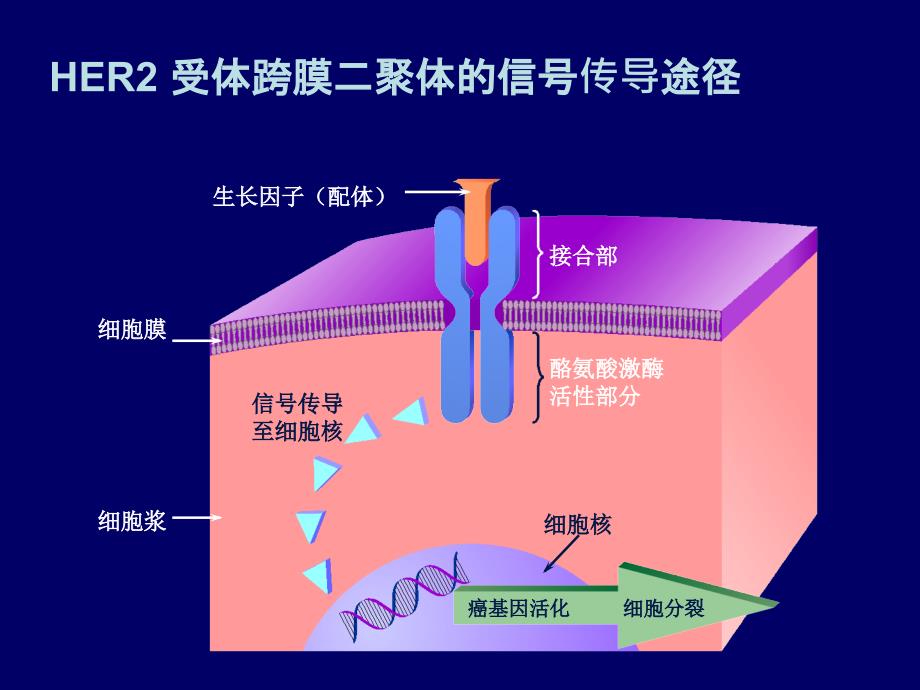 乳腺癌her2检测_第3页