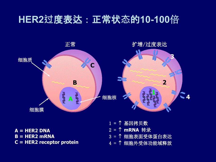 乳腺癌her2检测_第4页