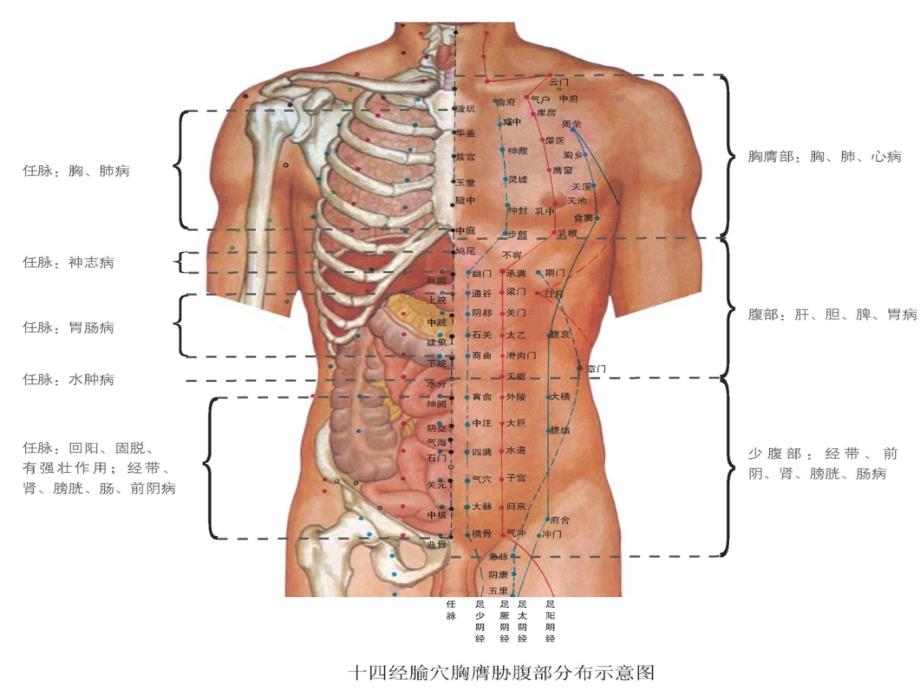 脏腑点穴法成人三十式套路点穴法课件_第3页